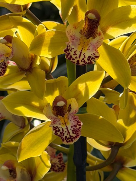 Photo 325 from 2026 Orchid Show