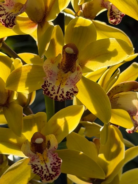 Photo 326 from 2026 Orchid Show