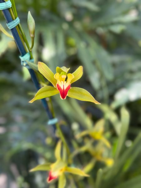 Photo 328 from 2026 Orchid Show