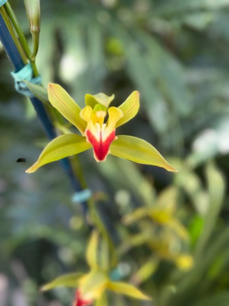 Photo 329 from 2026 Orchid Show