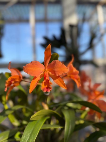 Photo 332 from 2026 Orchid Show