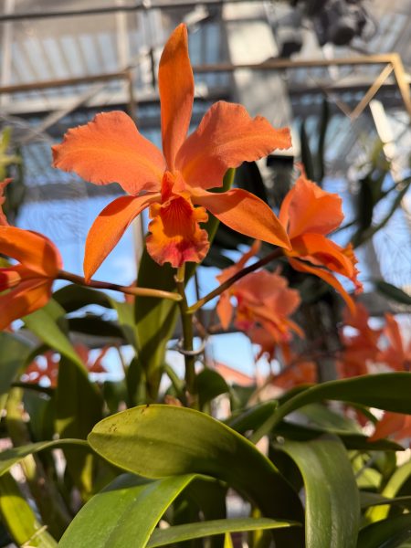 Photo 333 from 2026 Orchid Show