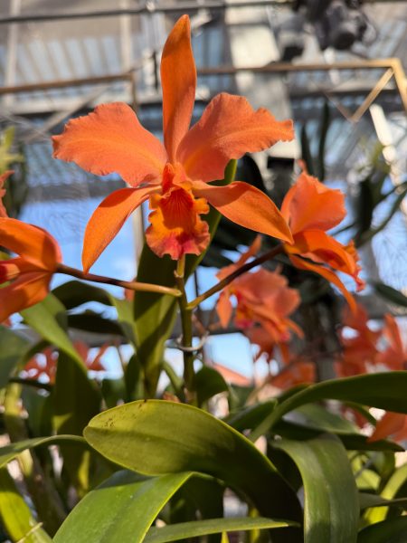 Photo 334 from 2026 Orchid Show