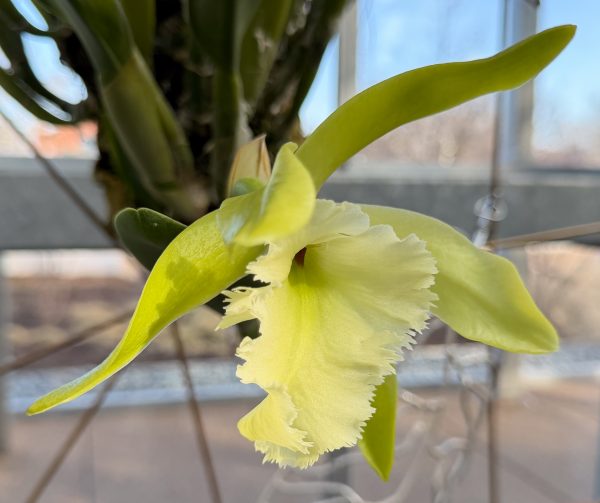 Photo 335 from 2026 Orchid Show