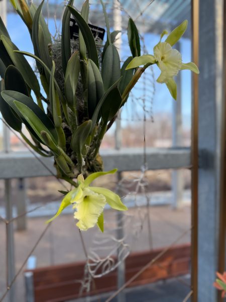 Photo 338 from 2026 Orchid Show