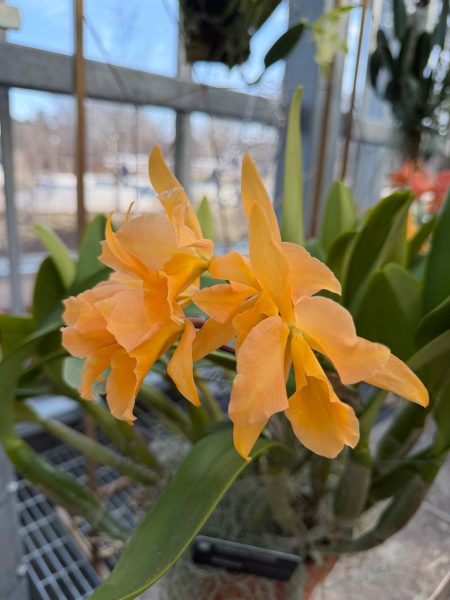 Photo 339 from 2026 Orchid Show