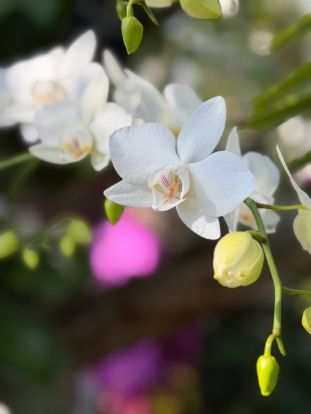 Photo 34 from 2026 Orchid Show