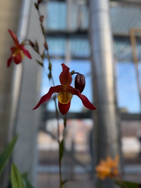 Photo 342 from 2026 Orchid Show