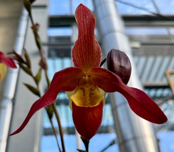 Photo 343 from 2026 Orchid Show