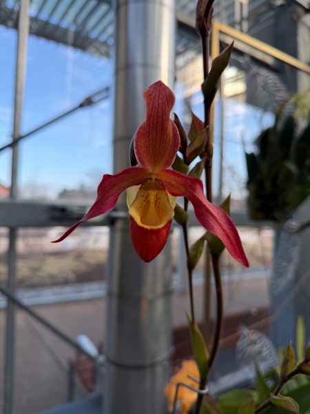 Photo 345 from 2026 Orchid Show