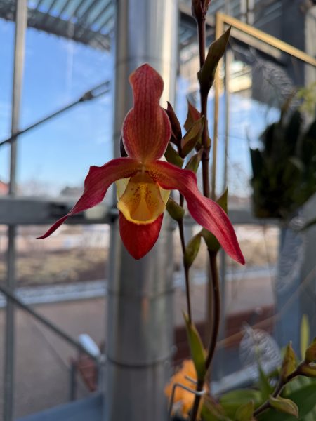 Photo 346 from 2026 Orchid Show