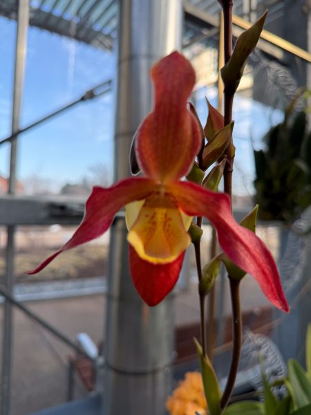 Photo 347 from 2026 Orchid Show