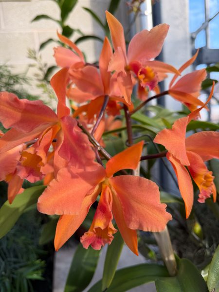 Photo 348 from 2026 Orchid Show