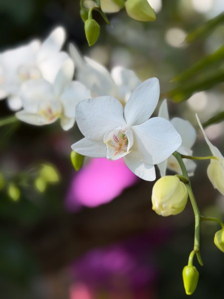 Photo 35 from 2026 Orchid Show