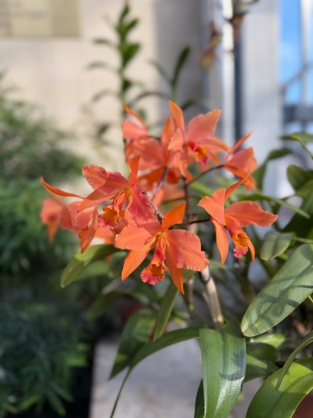 Photo 350 from 2026 Orchid Show