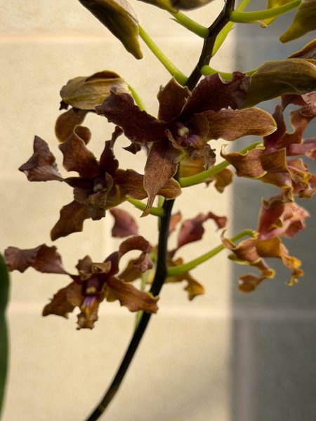 Photo 351 from 2026 Orchid Show