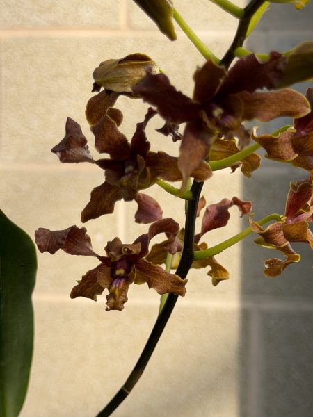 Photo 352 from 2026 Orchid Show
