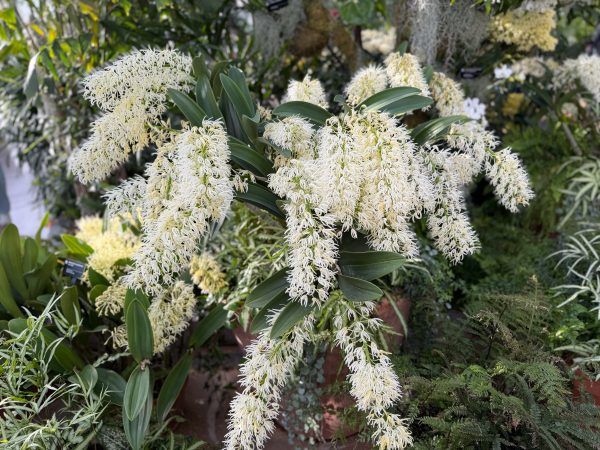 Photo 354 from 2026 Orchid Show