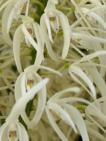 Photo 357 from 2026 Orchid Show