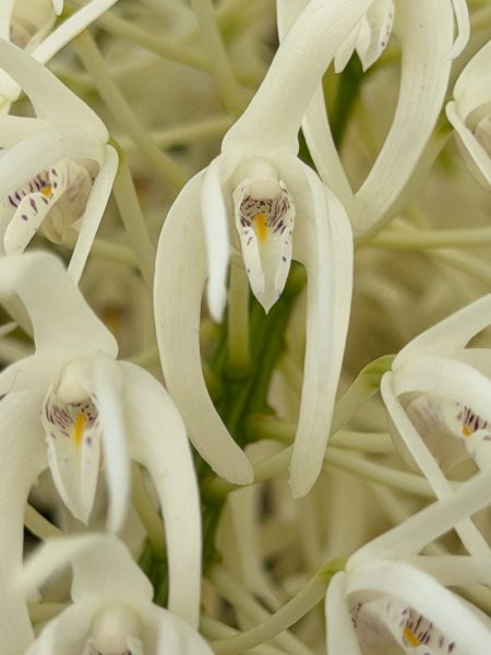 Photo 359 from 2026 Orchid Show