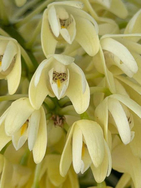 Photo 360 from 2026 Orchid Show