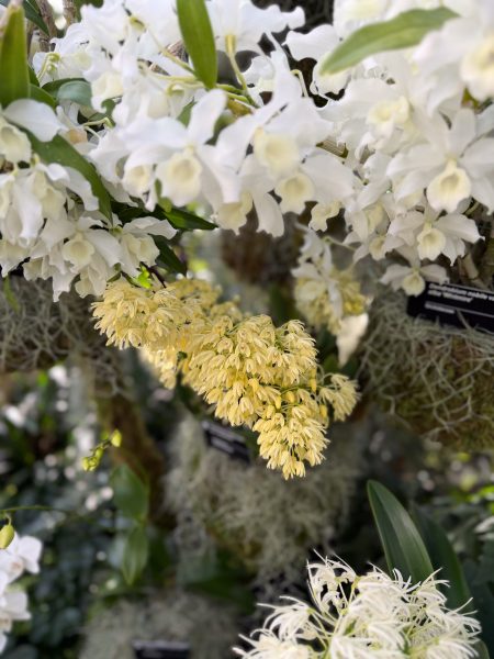 Photo 361 from 2026 Orchid Show