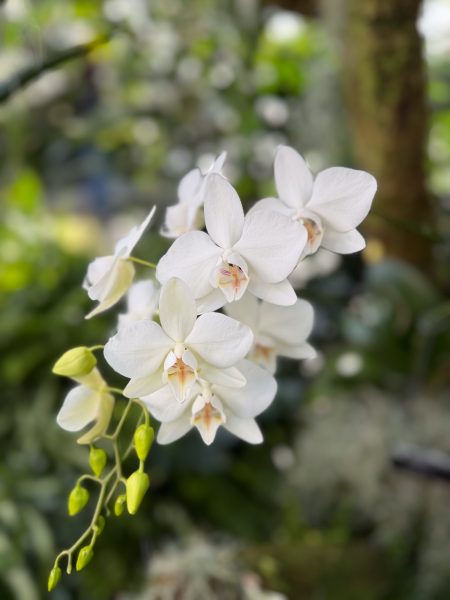 Photo 363 from 2026 Orchid Show