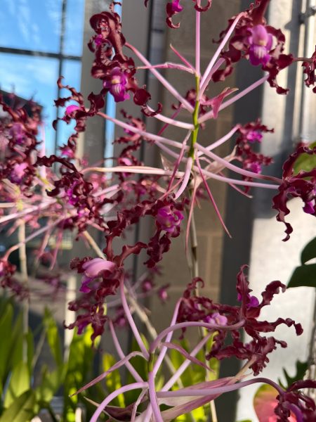 Photo 366 from 2026 Orchid Show