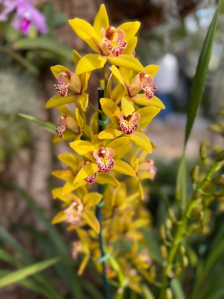 Photo 369 from 2026 Orchid Show