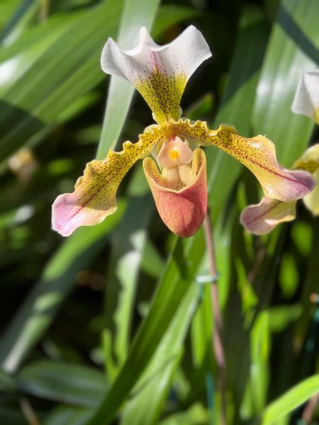 Photo 37 from 2026 Orchid Show