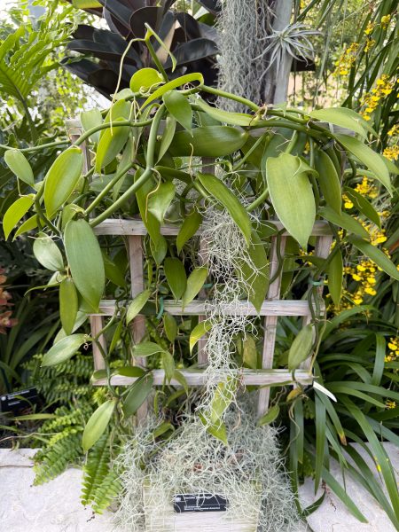 Photo 370 from 2026 Orchid Show
