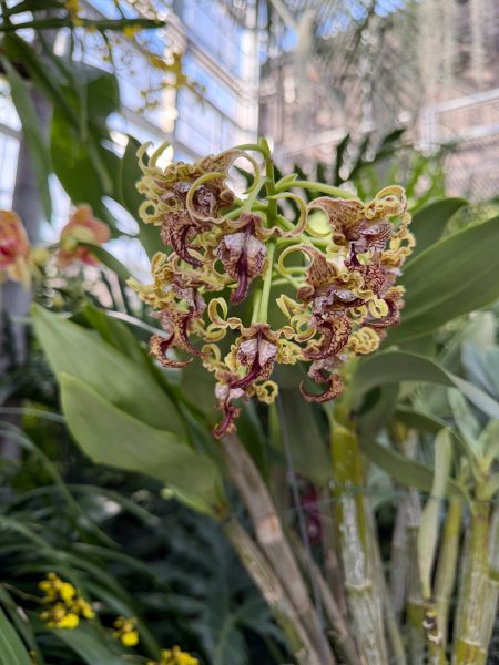 Photo 371 from 2026 Orchid Show