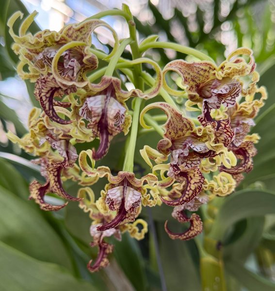 Photo 373 from 2026 Orchid Show