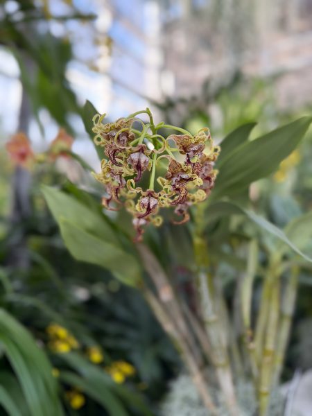 Photo 374 from 2026 Orchid Show