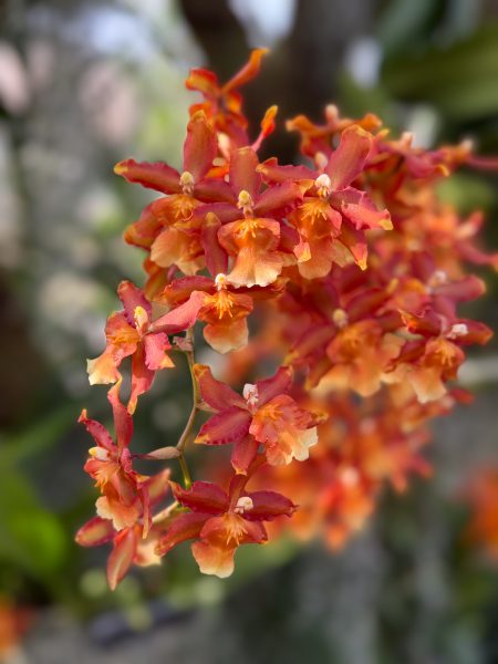 Photo 378 from 2026 Orchid Show
