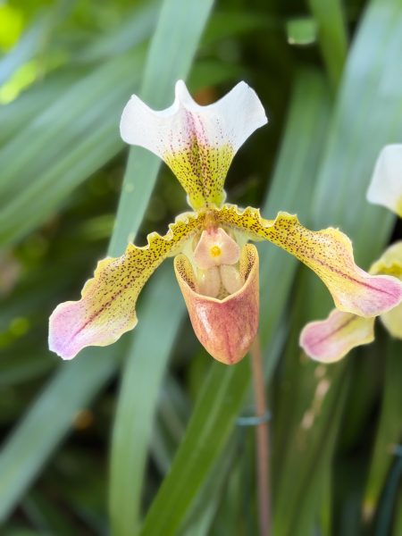 Photo 38 from 2026 Orchid Show