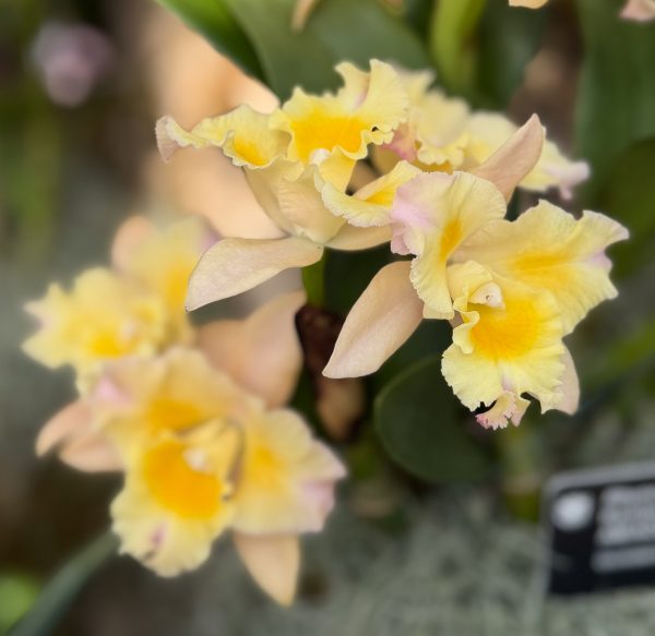 Photo 383 from 2026 Orchid Show