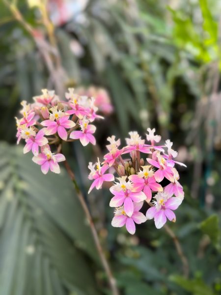 Photo 384 from 2026 Orchid Show