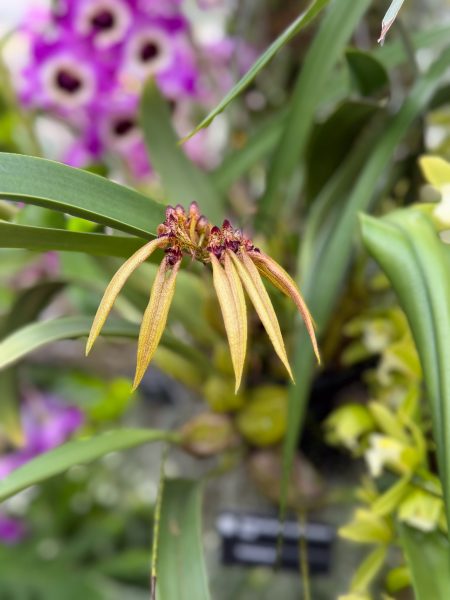 Photo 385 from 2026 Orchid Show
