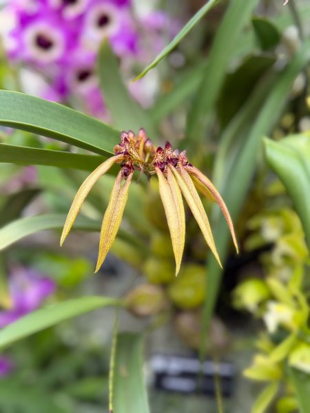 Photo 387 from 2026 Orchid Show