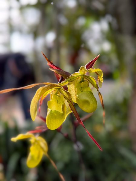 Photo 388 from 2026 Orchid Show
