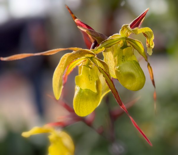Photo 389 from 2026 Orchid Show