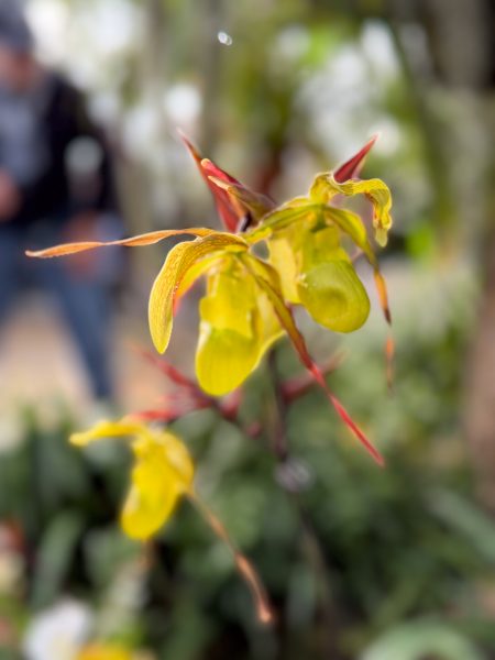 Photo 390 from 2026 Orchid Show
