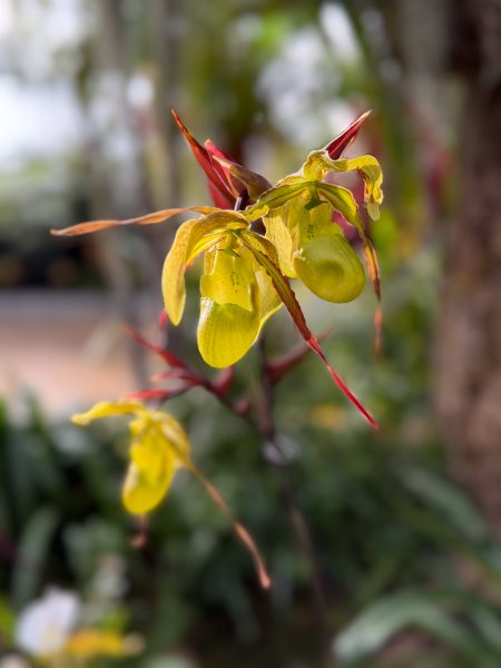 Photo 391 from 2026 Orchid Show