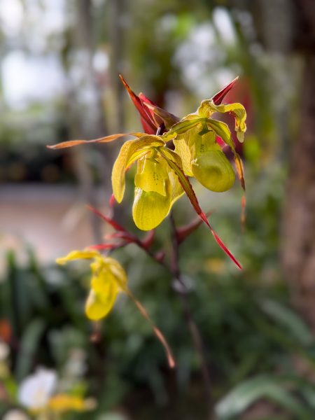 Photo 392 from 2026 Orchid Show