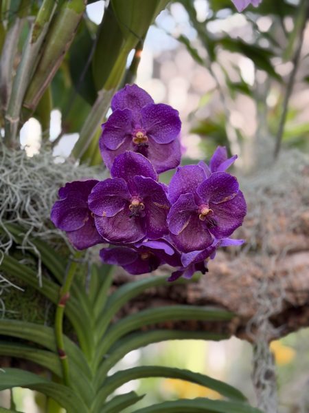 Photo 394 from 2026 Orchid Show