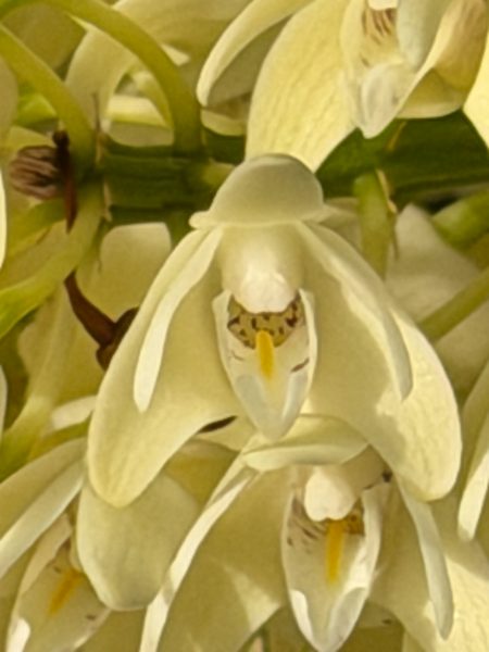 Photo 397 from 2026 Orchid Show