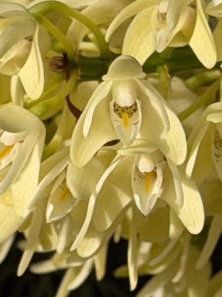 Photo 398 from 2026 Orchid Show