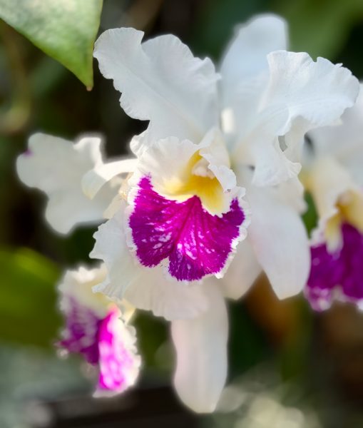 Photo 40 from 2026 Orchid Show