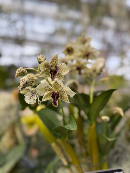 Photo 402 from 2026 Orchid Show